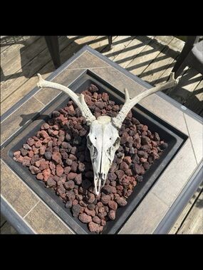 Decorative Deer Skull Nature Cleaned Real Authentic West Virginia Chewed Ends